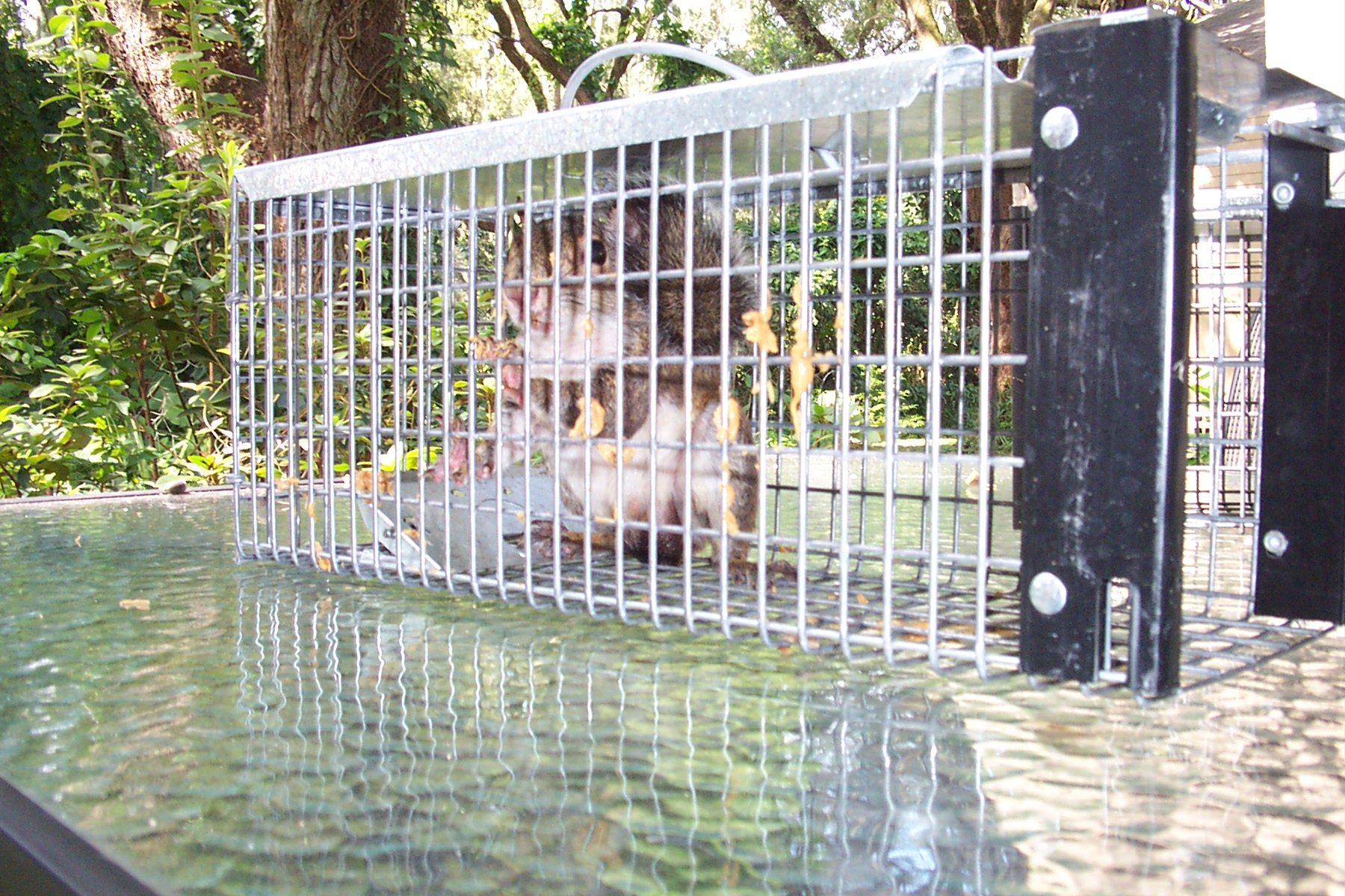 Full-Service Professional Live Animal Trapping in New Hampshire