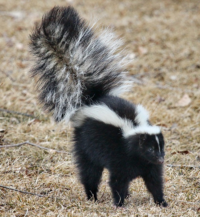 Skunk Walking in Yard, Skunk Control in New Hampshire